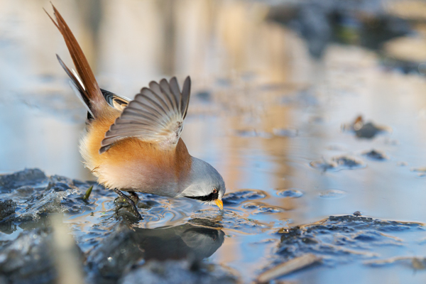 Bartmeise - Panurus biarmicus, Weibchen, Maennchen, Bartmeisen in Sachsen, Schilfgebiet, Schilf, Schilfsamen, Panurus biarmicus
