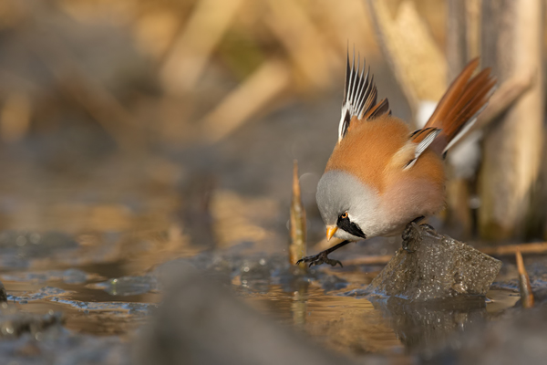 Bartmeise - Panurus biarmicus, Weibchen, Maennchen, Bartmeisen in Sachsen, Schilfgebiet, Schilf, Schilfsamen, Panurus biarmicus