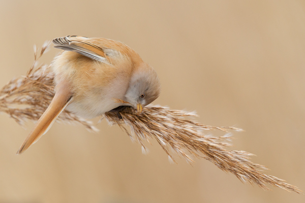 Bartmeise - Panurus biarmicus, Weibchen, Maennchen, Bartmeisen in Sachsen, Schilfgebiet, Schilf, Schilfsamen, Panurus biarmicus
