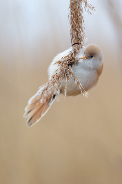 Bartmeise - Panurus biarmicus, Weibchen, Maennchen, Bartmeisen in Sachsen, Schilfgebiet, Schilf, Schilfsamen, Panurus biarmicus