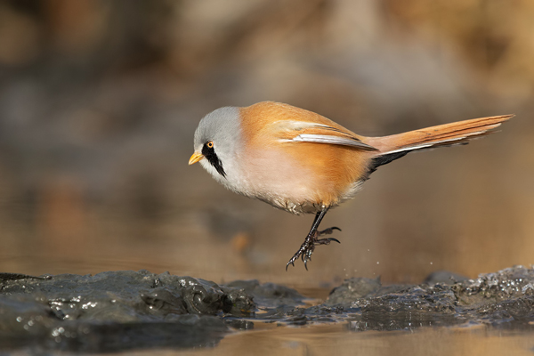 Bartmeise - Panurus biarmicus, Weibchen, Maennchen, Bartmeisen in Sachsen, Schilfgebiet, Schilf, Schilfsamen, Panurus biarmicus