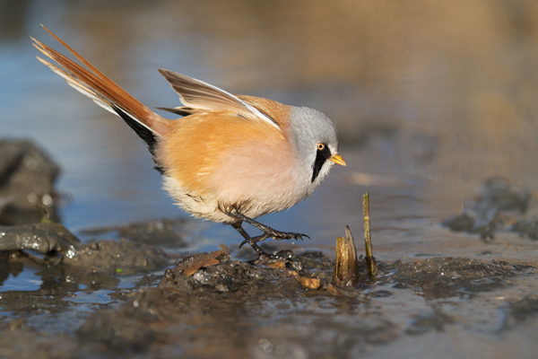 Bartmeise - Panurus biarmicus, Weibchen, Maennchen, Bartmeisen in Sachsen, Schilfgebiet, Schilf, Schilfsamen, Panurus biarmicus