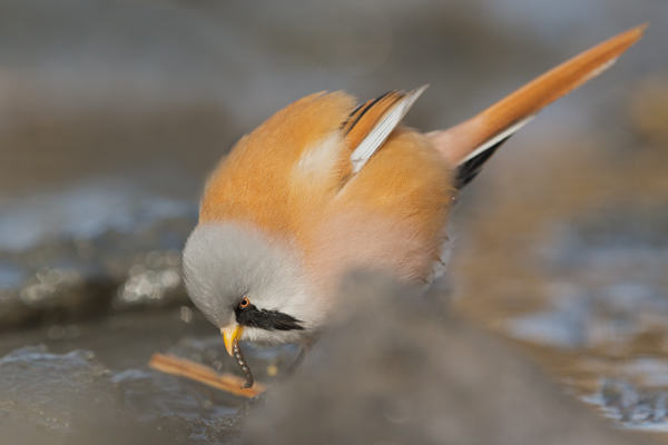 Bartmeise - Panurus biarmicus, Weibchen, Maennchen, Bartmeisen in Sachsen, Schilfgebiet, Schilf, Schilfsamen, Panurus biarmicus