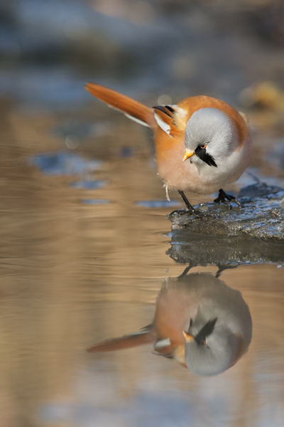 Bartmeise - Panurus biarmicus, Weibchen, Maennchen, Bartmeisen in Sachsen, Schilfgebiet, Schilf, Schilfsamen, Panurus biarmicus