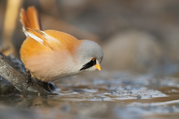 Bartmeise - Panurus biarmicus, Weibchen, Maennchen, Bartmeisen in Sachsen, Schilfgebiet, Schilf, Schilfsamen, Panurus biarmicus