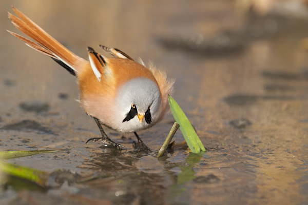 Bartmeise - Panurus biarmicus, Weibchen, Maennchen, Bartmeisen in Sachsen, Schilfgebiet, Schilf, Schilfsamen, Panurus biarmicus
