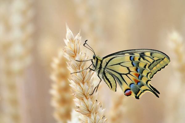 Schwalbenschwanz - Papilio machaon Schwalbenschwanz - Papilio machaon Ritterfalter, Falter, Sachsen Schmetterlinge 