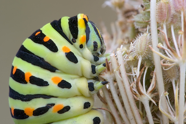 Raupe des Schwalbenschwanzes - Papilio machaon - an Wilder Moehre