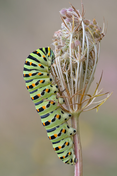 Raupe des Schwalbenschwanzes - Papilio machaon - an Wilder Moehre