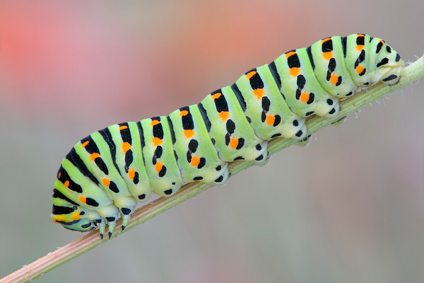 Raupe des Schwalbenschwanzes - Papilio machaon 