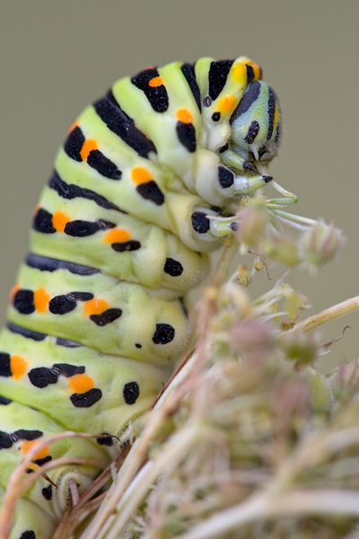 Raupe des Schwalbenschwanzes - Papilio machaon 