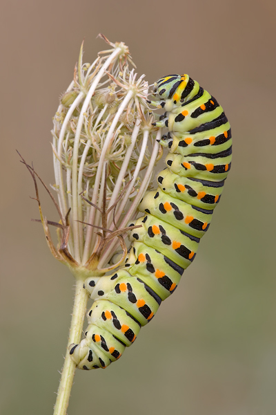 Raupe des Schwalbenschwanzes - Papilio machaon 