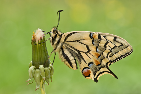 Frisch geschlüpfter Schwalbenschwanz - Papilio machaon Ritterfalter, Falter, Sachsen Schmetterlinge 