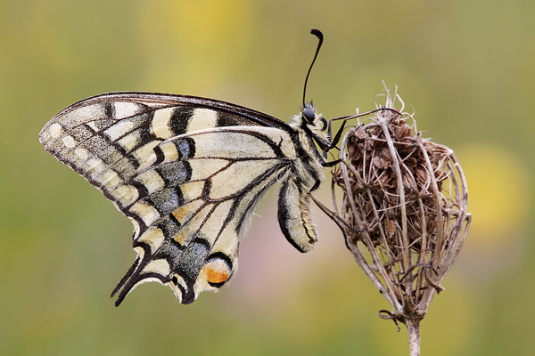 Schwalbenschwanz - Papilio machaon Ritterfalter, Falter, Sachsen Schmetterlinge 