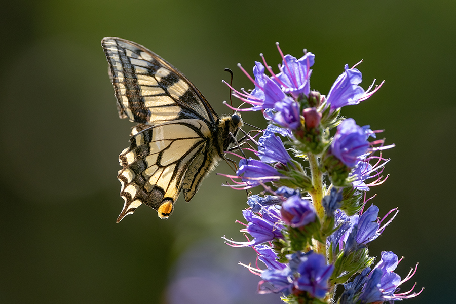 Schwalbenschwanz - Papilio machaon Schwalbenschwanz - Papilio machaon Ritterfalter, Falter, Sachsen Schmetterlinge 