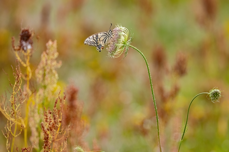 Schwalbenschwanz - Papilio machaon Ritterfalter, Falter, Sachsen Schmetterlinge 