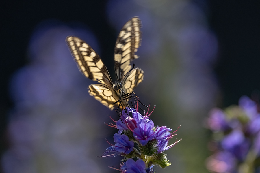 Schwalbenschwanz - Papilio machaon Ritterfalter, Falter, Sachsen Schmetterlinge 