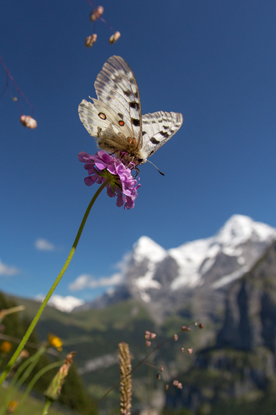 Roter Apollo - Parnassius apollo Schweiz, Berner Oberland, Muerren, Ritterfalter, Falter Schmetterlinge 