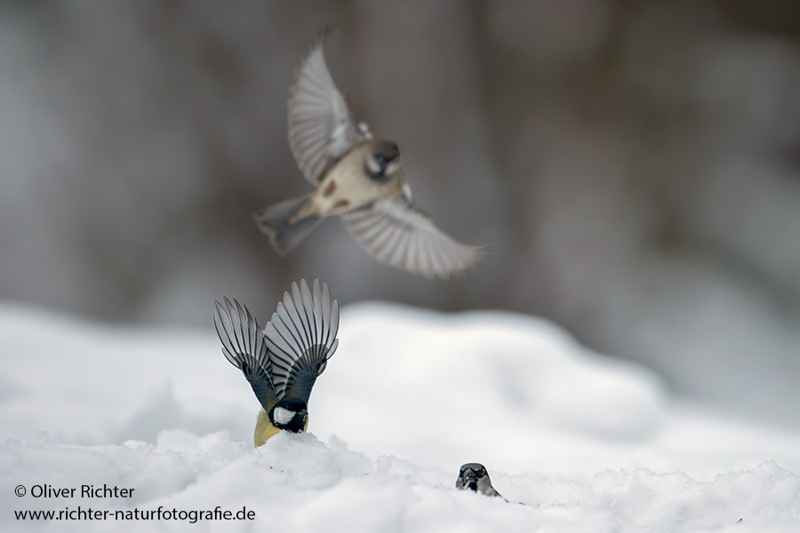 Kohlmeise - Parus major Meisen Voegel Singvoegel Muldental Grimma Sachsen Parus