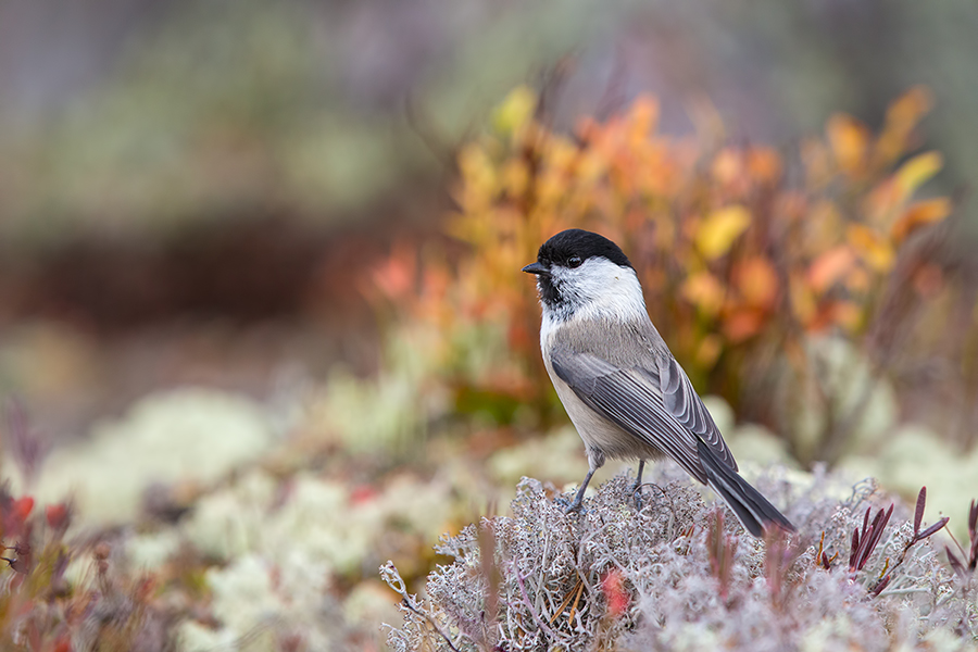Weidenmeise - Parus montanus, Meise, Singvogel, Paridae, Poecile, Skandinavien