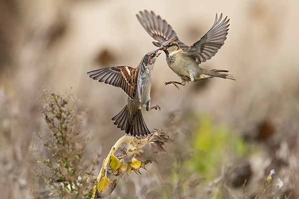 Haussperling - Passer domesticus, Sperling, Spatz, Singvogel, Muldental, Weibchen, Männchen, Grimma, Sachsen, Vogel, Voegel, Singvoegel, Passeri, Passeridae, Passer, Bluehstreifen