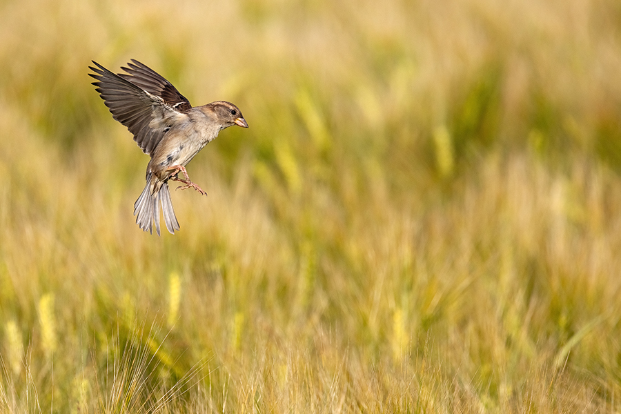Haussperling - Passer domesticus, Sperling, Spatz, Singvogel, Muldental, Weibchen, Männchen, Grimma, Sachsen, Vogel, Bluehstreifen, Voegel, Singvoegel, Passeri, Passeridae, Passer