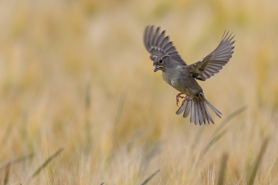 Haussperling - Passer domesticus, Sperling, Spatz, Singvogel, Muldental, Weibchen, Männchen, Grimma, Sachsen, Vogel, Bluehstreifen, Voegel, Singvoegel, Passeri, Passeridae, Passer