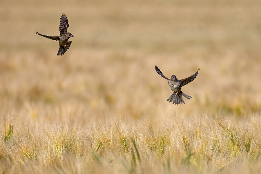 Haussperling - Passer domesticus, Sperling, Spatz, Singvogel, Muldental, Weibchen, Männchen, Grimma, Sachsen, Vogel, Bluehstreifen, Voegel, Singvoegel, Passeri, Passeridae, Passer
