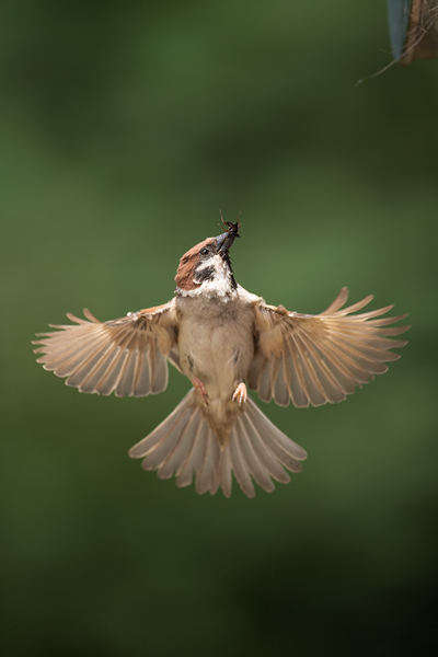 Feldsperling, Sperling, Passer montanus, Vogel, Voegel, Grimma, Sachsen, Muldental, Singvoegel, Passer, Brut, Jungvoegel