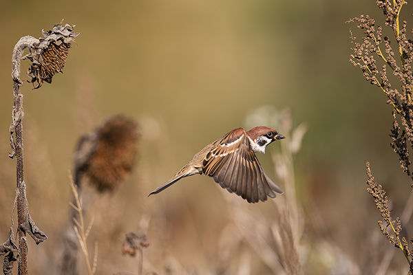 Feldsperling, Sperling, Passer montanus, Vogel, Voegel, Grimma, Sachsen, Muldental, Singvoegel, Passer, Brut, Jungvoegel