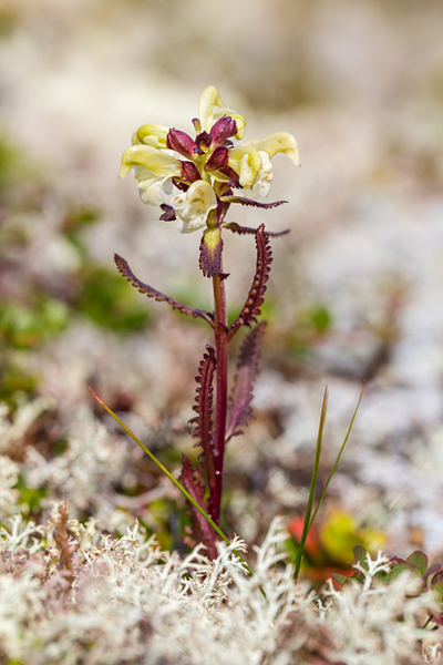 Lapplaendisches Laeusekraut - Pedicularis lapponica