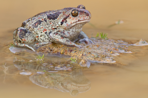 Knoblauchkroete - Pelobates fuscus Grimma Sachsen Muldental Froschlurch Lurche Kroetenfroesche