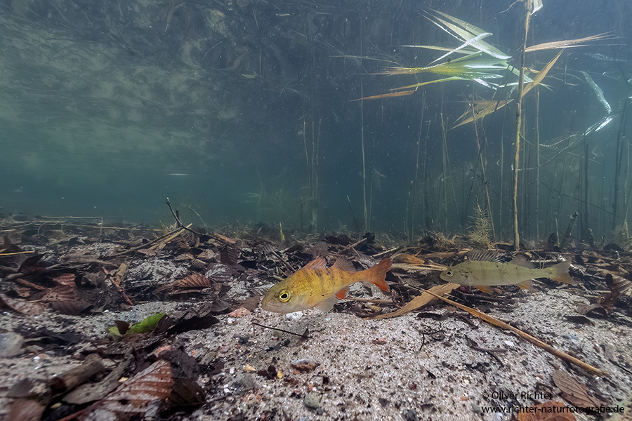 Barsch, Flussbarsch - Perca fluviatilis