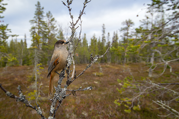 Unglueckshaeher, Haeher, Perisoreus, Perisoreus infaustus, Rabenvogel, 
Sperlingsvogel, neugierig, gesellig, Passeri