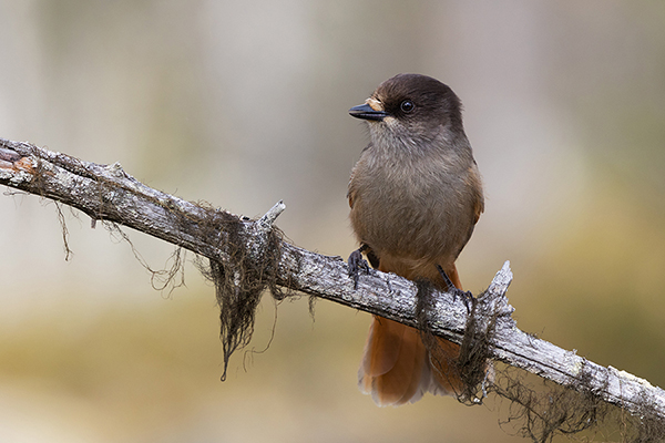 Unglueckshaeher, Haeher, Perisoreus, Perisoreus infaustus, Rabenvogel, 
Sperlingsvogel, neugierig, gesellig, Passeri