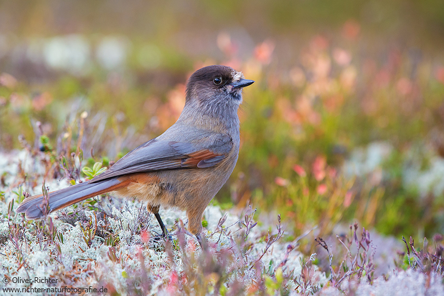 Unglueckshaeher, Haeher, Perisoreus, Perisoreus infaustus, Rabenvogel, 
Sperlingsvogel, neugierig, gesellig, Passeri