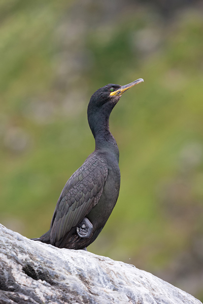 Kraehenscharbe - Phalacrocorax Aristotelis, Kormorane, Ruderfueßer, Runde,  Phalacrocorax 