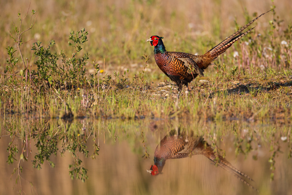 Fasan - Phasianus colchicus, Edelfasan, Fasanartige, Galliformes, Phasianidae