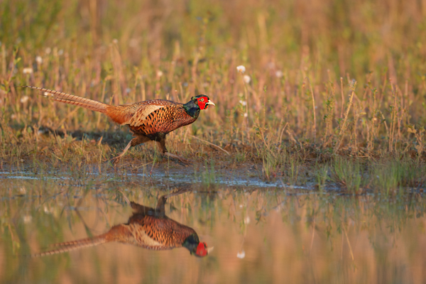 Fasan - Phasianus colchicus, Edelfasan, Fasanartige, Galliformes, Phasianidae