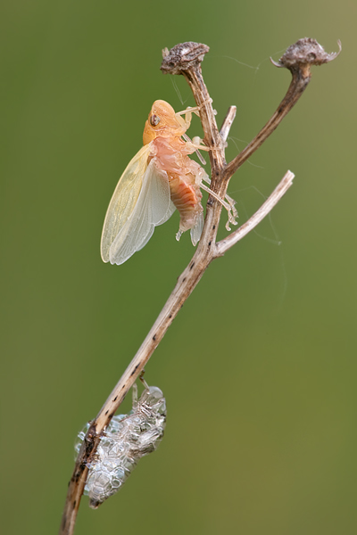 Wiesenschaumzikade - Philaenus spumarius