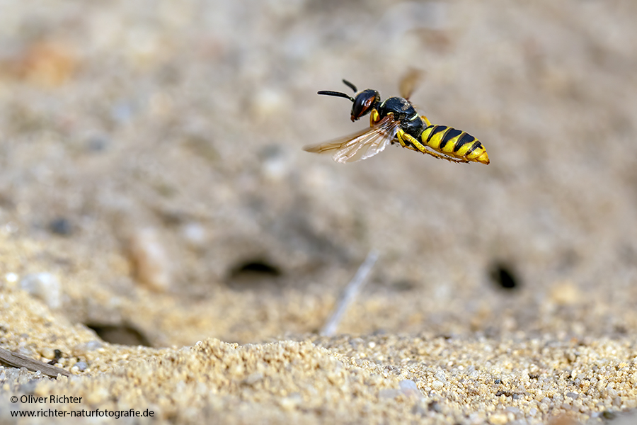 Bienenwolf, Philanthus triangulum, Grabwespen, Sachsen, Insekten,  Philanthus
