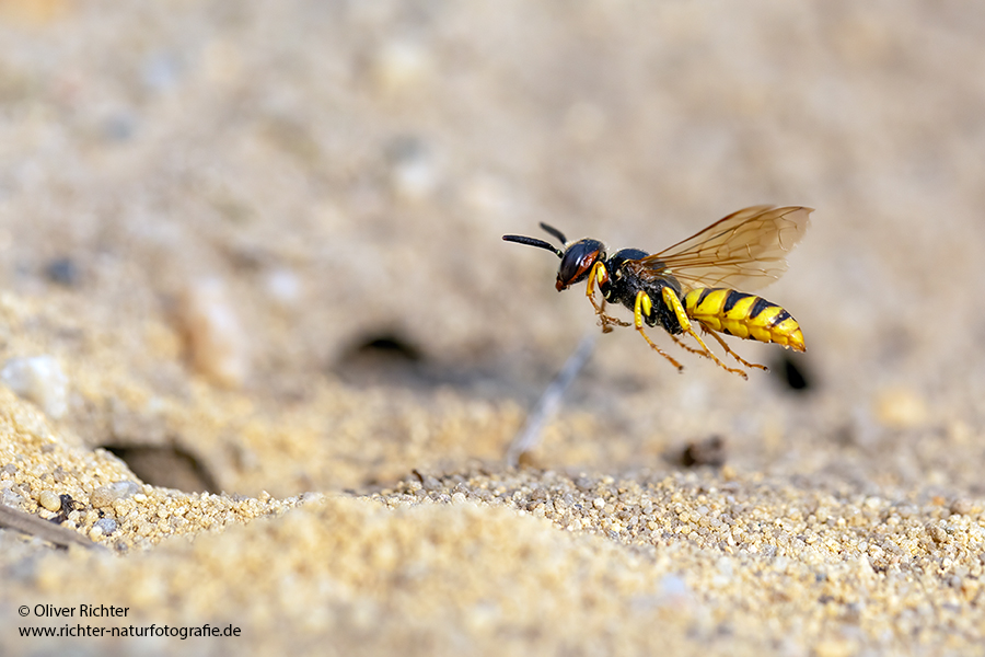 Bienenwolf, Philanthus triangulum, Grabwespen, Sachsen, Insekten,  Philanthus