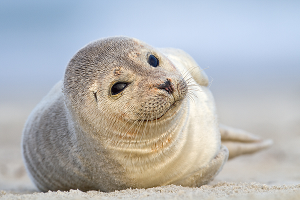 Seehund - Phoca vitulina Duene Helgoland