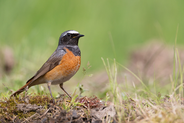 Gartenrotschwanz - Phoenicurus phoenicurus,  Fliegenschnaepper,  Schmaetzer, Singvogel, Vogel, Singvoegel, Grimma, Muldental, Sachsen,  Rotschwaenze, Muscicapidae