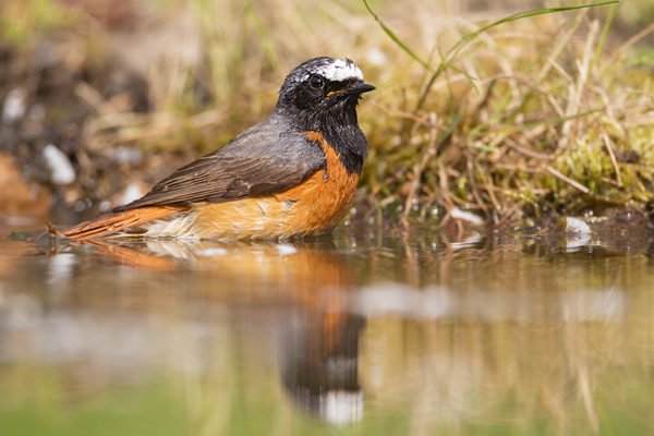 Gartenrotschwanz - Phoenicurus phoenicurus,  Fliegenschnaepper,  Schmaetzer, Singvogel, Vogel, Singvoegel, Grimma, Muldental, Sachsen,  Rotschwaenze, Muscicapidae