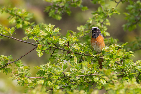 Gartenrotschwanz - Phoenicurus phoenicurus,  Fliegenschnaepper,  Schmaetzer, Singvogel, Vogel, Singvoegel, Grimma, Muldental, Sachsen,  Rotschwaenze, Muscicapidae