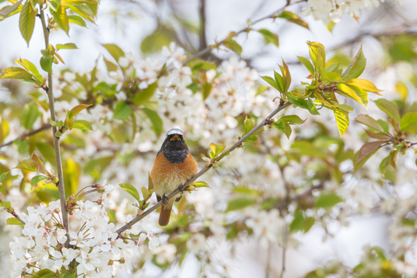 Gartenrotschwanz - Phoenicurus phoenicurus,  Fliegenschnaepper,  Schmaetzer, Singvogel, Vogel, Singvoegel, Grimma, Muldental, Sachsen,  Rotschwaenze, Muscicapidae
