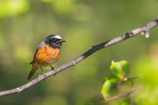 Gartenrotschwanz - Phoenicurus phoenicurus,  Fliegenschnaepper,  Schmaetzer, Singvogel, Vogel, Singvoegel, Grimma, Muldental, Sachsen,  Rotschwaenze, Muscicapidae