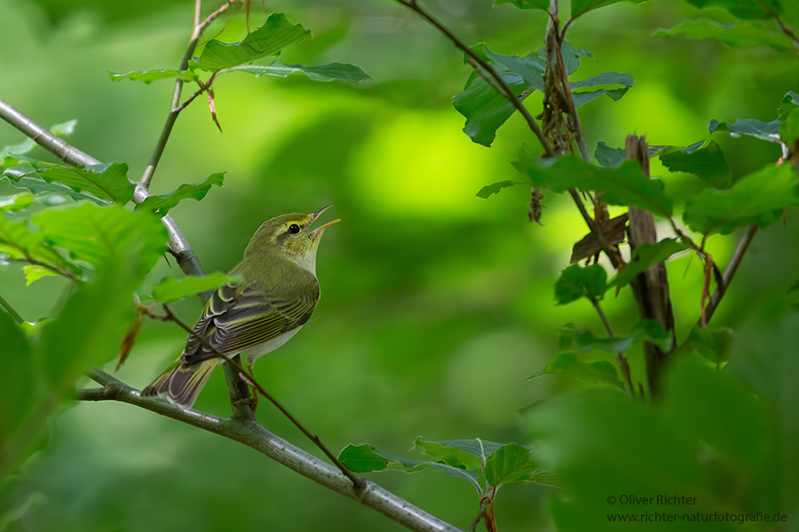 Waldlaubsänger, Waldlaubsaenger, Rhadina, Singvogel, Laubsängerartige, Laubsaengerartige,
Phylloscopus sibilatrix