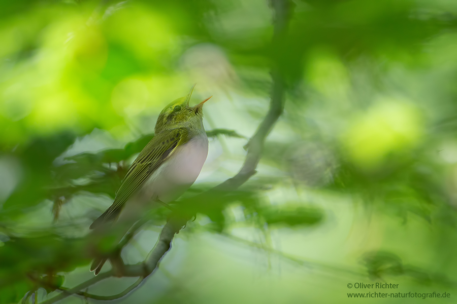 Waldlaubsänger, Waldlaubsaenger, Rhadina, Singvogel, Laubsängerartige, Laubsaengerartige,
Phylloscopus sibilatrix